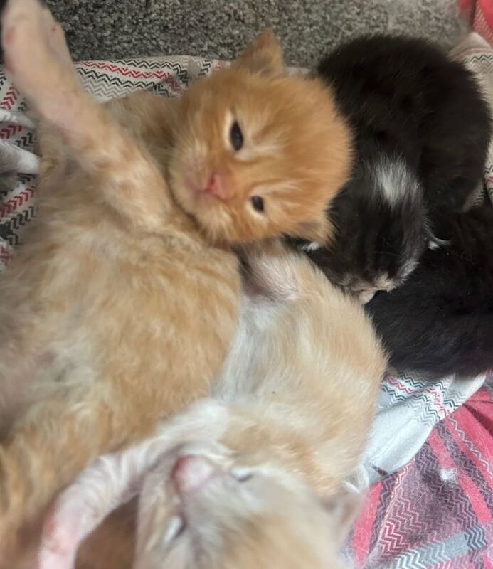 Maine Coon Kittens For Sale