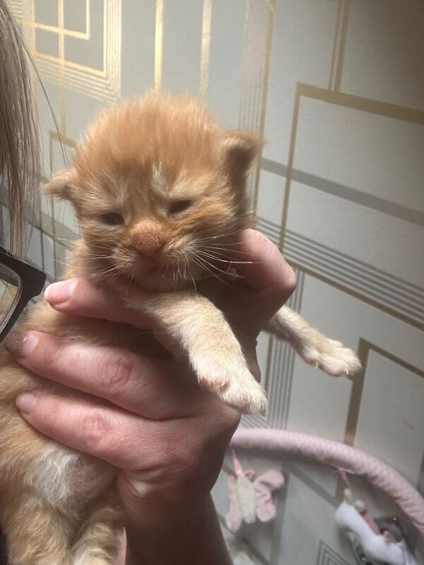 Pedigree Maine Coon Kittens - Image 2 of 5