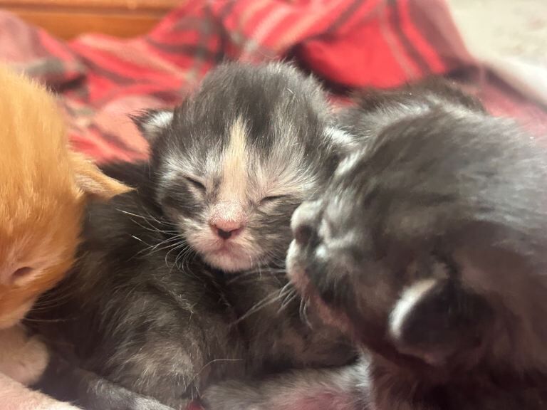 Pedigree Maine Coon Kittens - Image 3 of 5