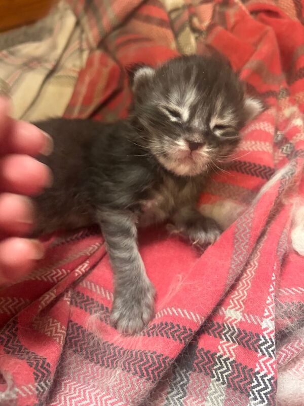 Pedigree Maine Coon Kittens - Image 4 of 5