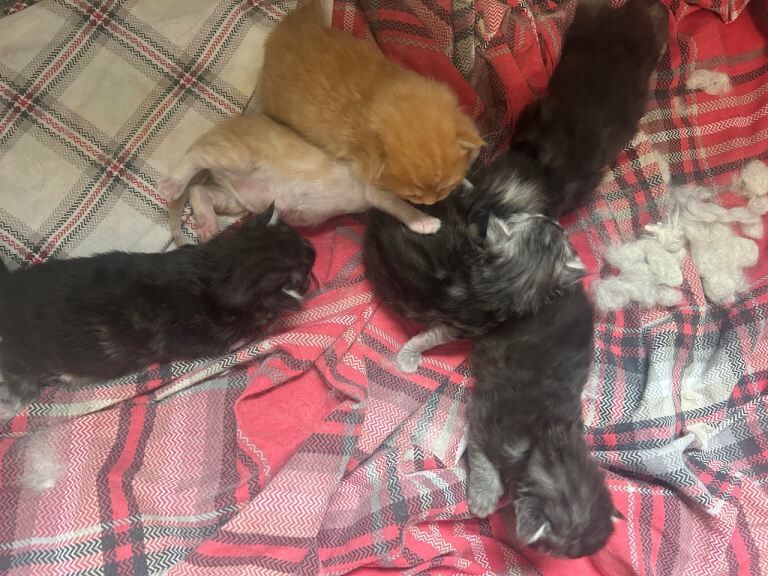 Pedigree Maine Coon Kittens - Image 5 of 5