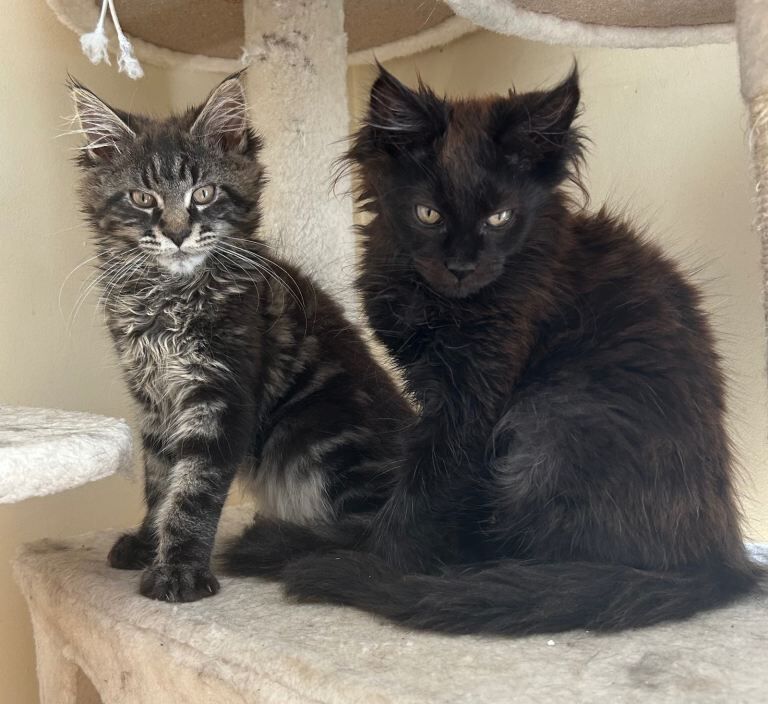 Pedigree Maine Coon kittens
