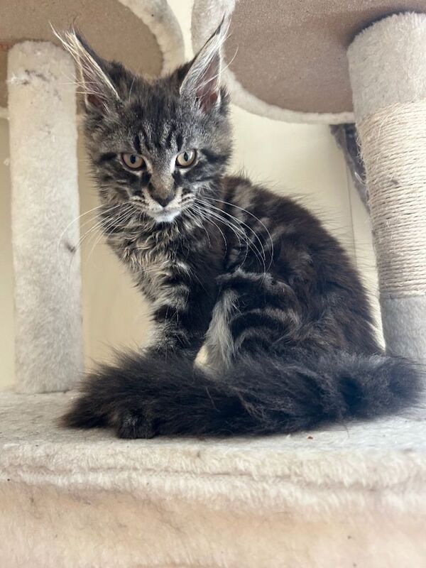 Pedigree Maine Coon kittens - Image 2 of 5