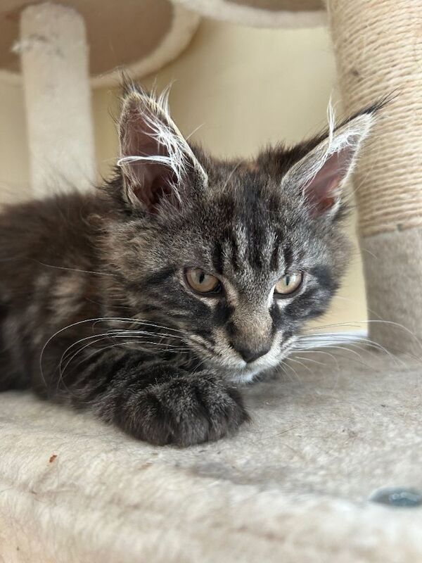 Pedigree Maine Coon kittens - Image 3 of 5