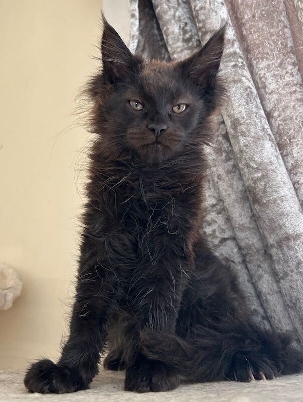Pedigree Maine Coon kittens - Image 4 of 5