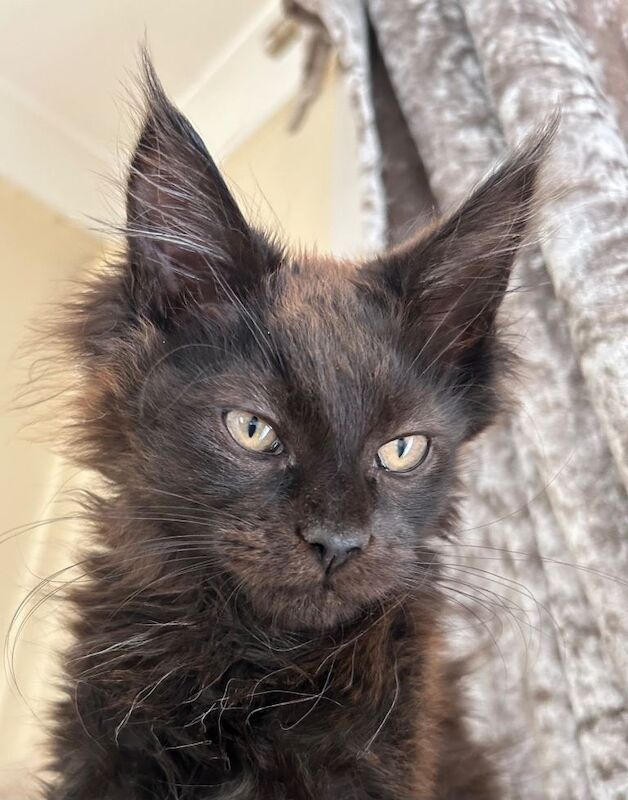 Pedigree Maine Coon kittens - Image 5 of 5