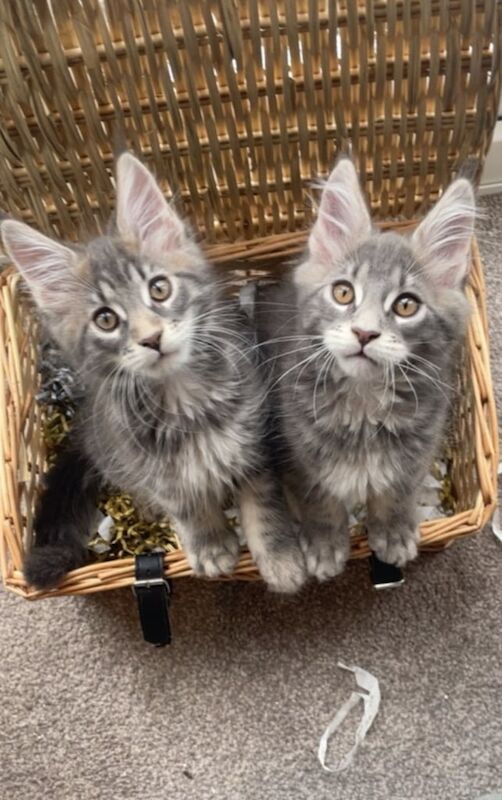 Maine Coon kittens for sale in Bonnybridge, Stirling and Falkirk – 11 weeks old