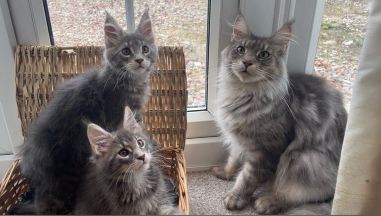 Maine Coon kittens for sale in Bonnybridge, Stirling and Falkirk – 11 weeks old - Image 2 of 4