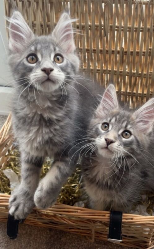 Maine Coon kittens for sale in Bonnybridge, Stirling and Falkirk – 11 weeks old - Image 3 of 4