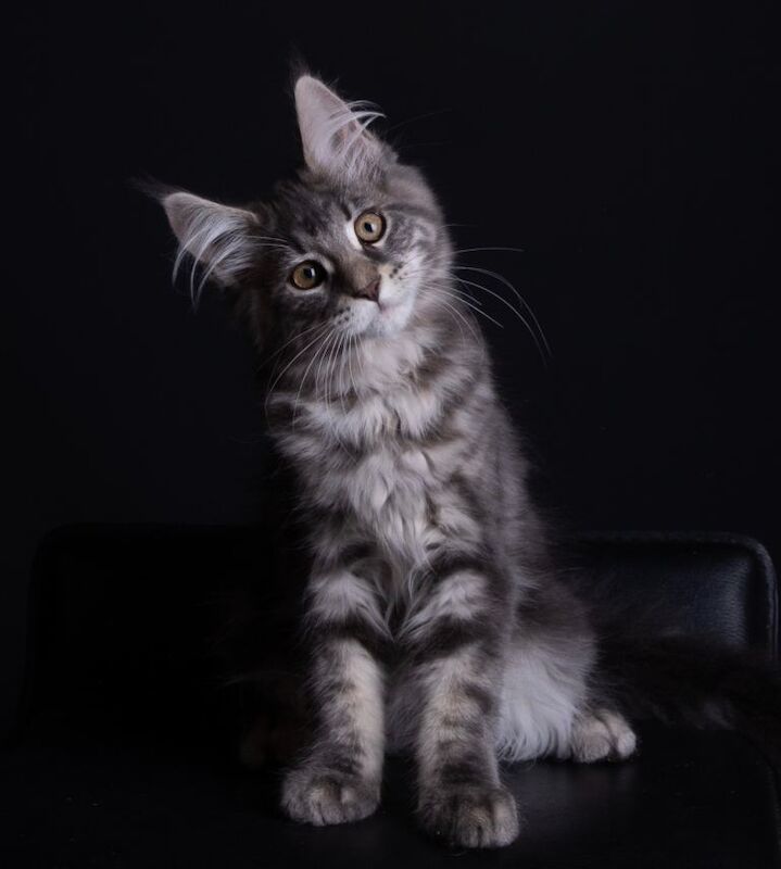 Maine Coon Kittens For Sale