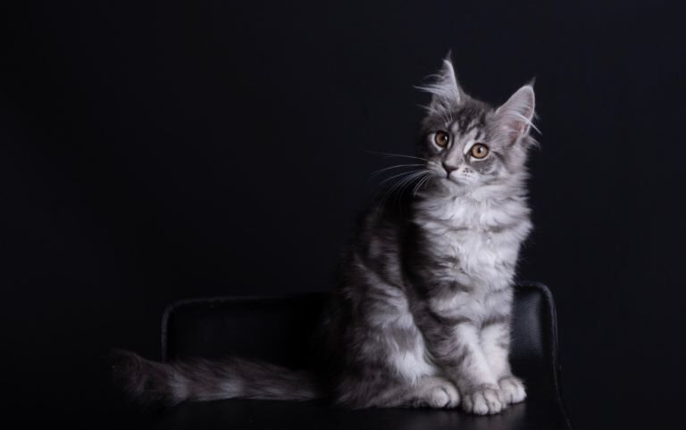 Pedigree maine coon kittens for sale - Image 2 of 3