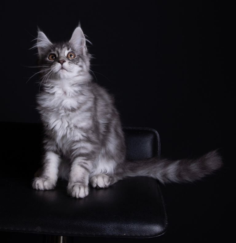 Pedigree maine coon kittens for sale - Image 3 of 3