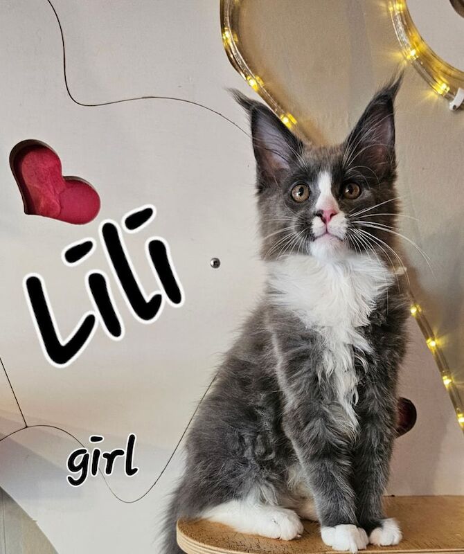 😻😻😻Pedigree Maine Coon Kittens Looking for 5-Star Homes! for sale in Northampton, Northamptonshire