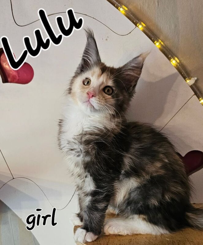 😻😻😻Pedigree Maine Coon Kittens Looking for 5-Star Homes! for sale in Northampton, Northamptonshire - Image 3