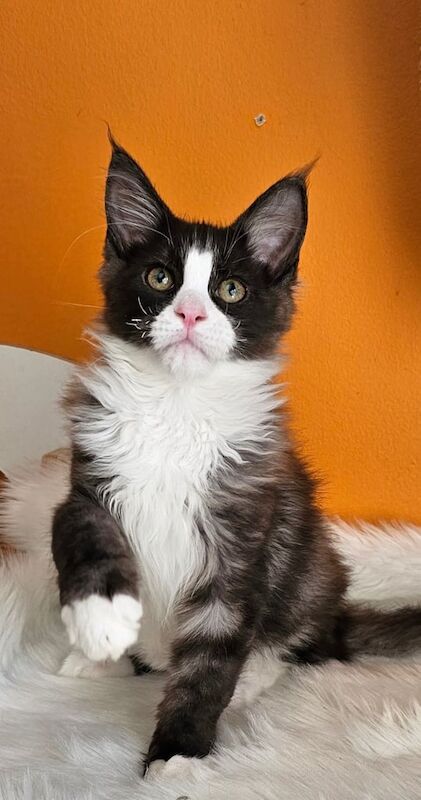 Maine Coon kittens for sale in Northampton, Northamptonshire – 4 months old