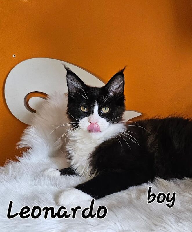 Maine Coon kittens for sale in Northampton, Northamptonshire – 4 months old - Image 3 of 3