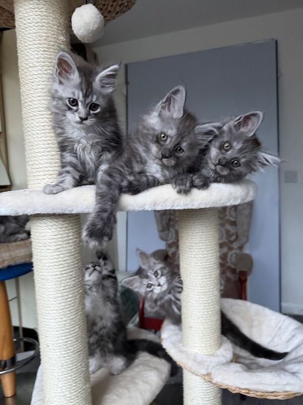 Pedigree Maine Coon Kittens, Ready now! - Image 2 of 3