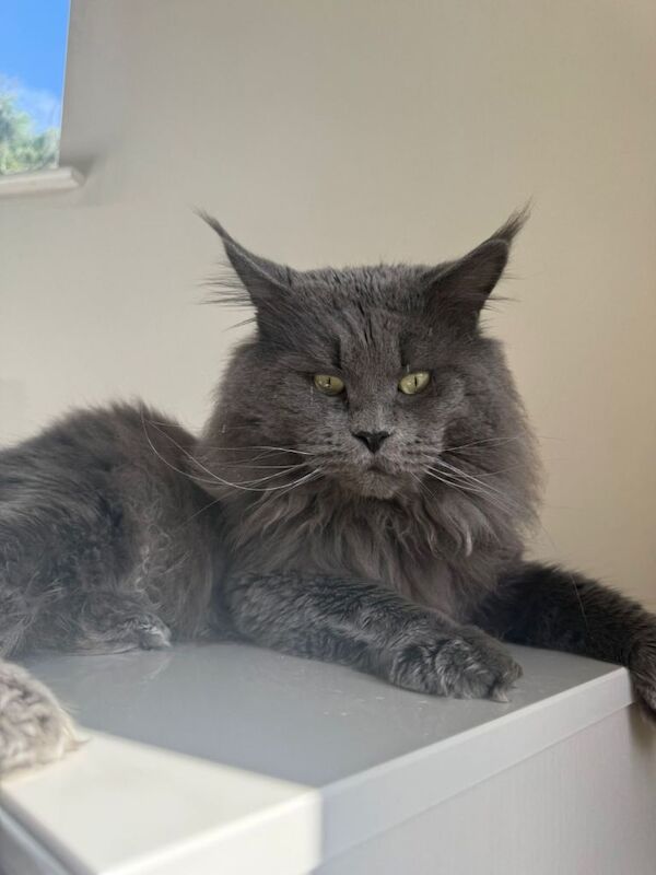 Pedigree Maine Coon Kittens, Ready now! - Image 3 of 3