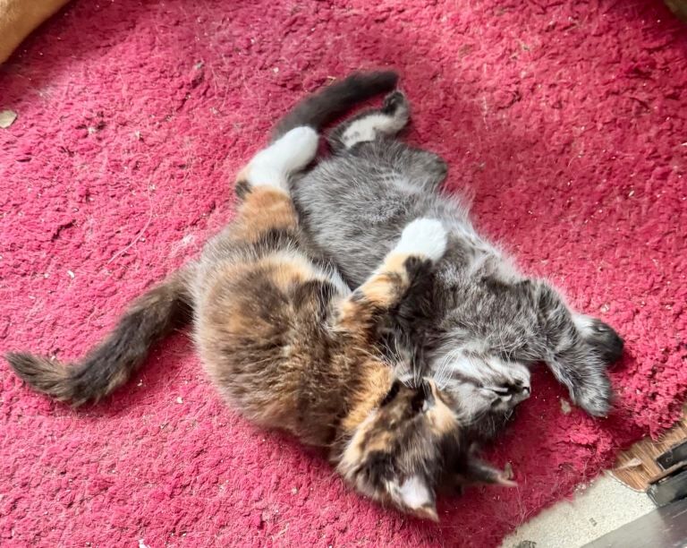 Maine Coon kittens for sale in Windsor, Berkshire – 11 weeks old