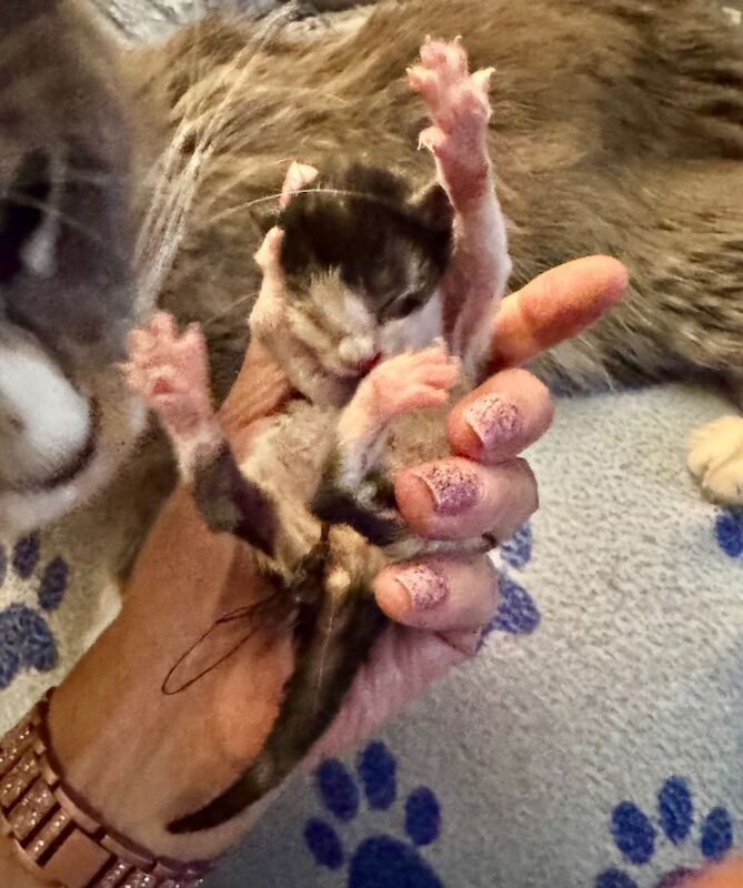 Maine Coon kittens for sale in Windsor, Berkshire – 12 weeks old - Image 2 of 4