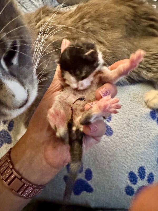 Maine Coon kittens for sale in Windsor, Berkshire – 12 weeks old - Image 3 of 4