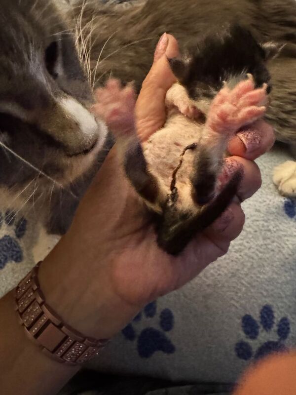 Maine Coon kittens for sale in Windsor, Berkshire – 12 weeks old - Image 4 of 4