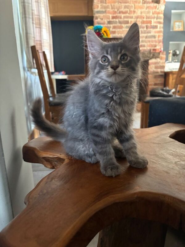Pedigree Mainecoon Kittens