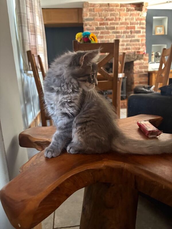 Pedigree Mainecoon Kittens - Image 2 of 4