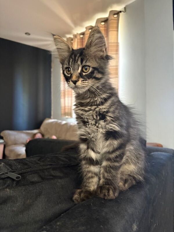 Pedigree Mainecoon Kittens - Image 3 of 4