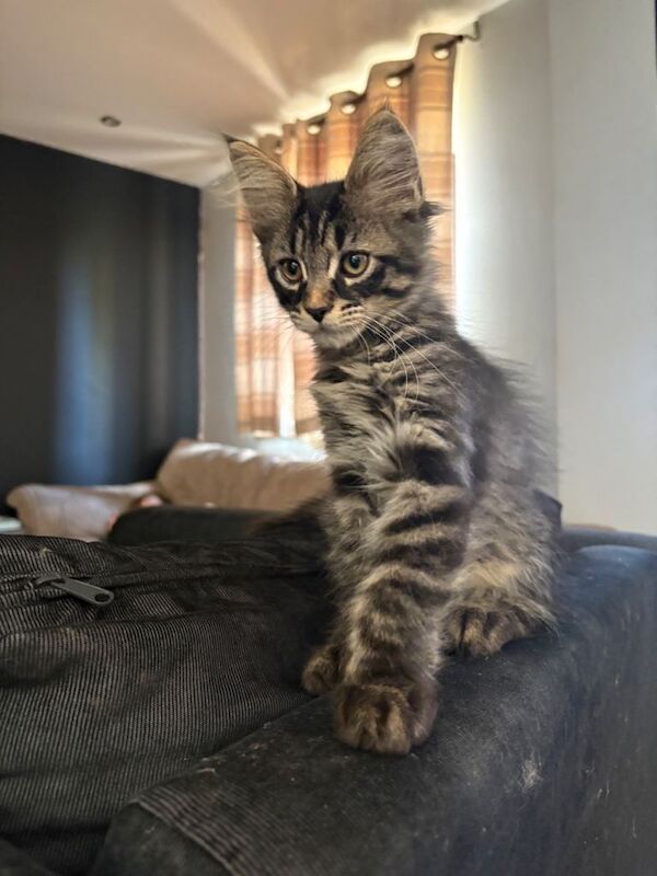 Pedigree Mainecoon Kittens - Image 4 of 4