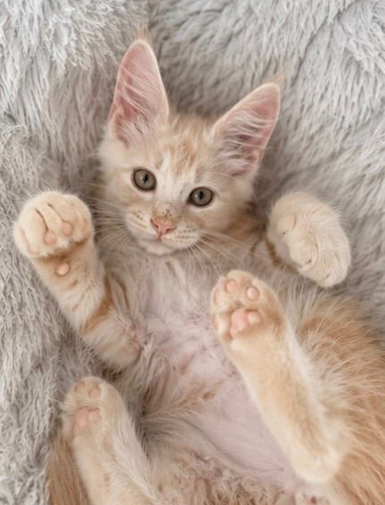Pedigree TICA Active Maine Coon Kitten – Ginger Boy