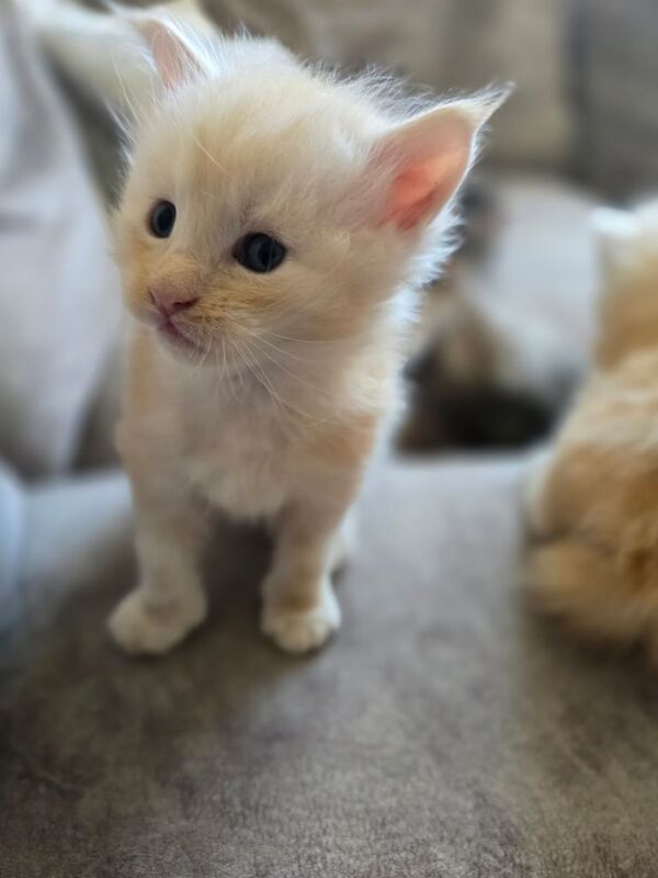 Maine Coon kittens for sale in Littleport, Cambridgeshire – 4 weeks old