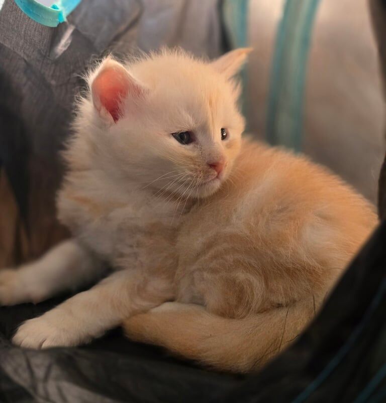 Maine Coon kittens for sale in Littleport, Cambridgeshire – 4 weeks old - Image 2 of 3