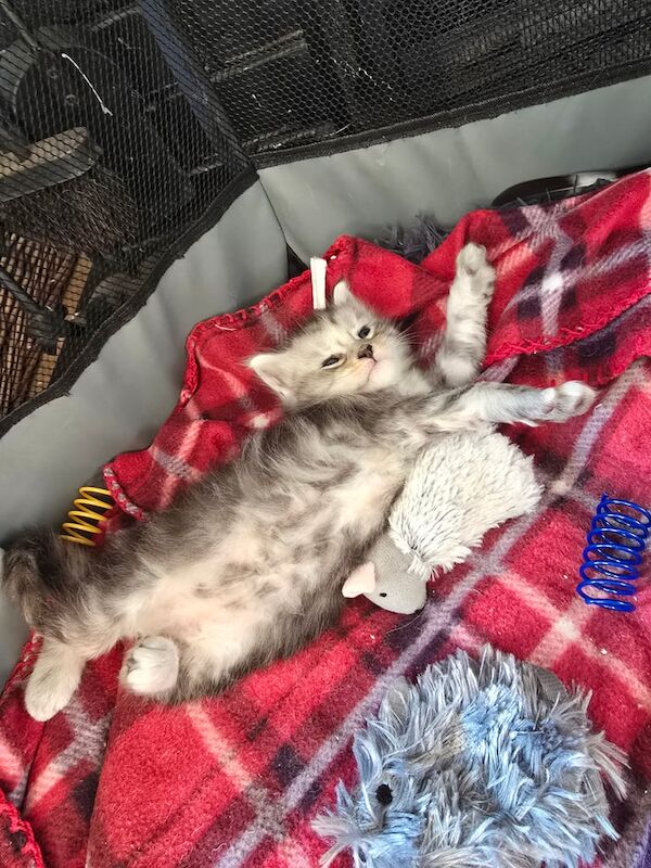 Maine Coon kittens for sale in Littleport, Cambridgeshire – 4 weeks old - Image 3 of 3