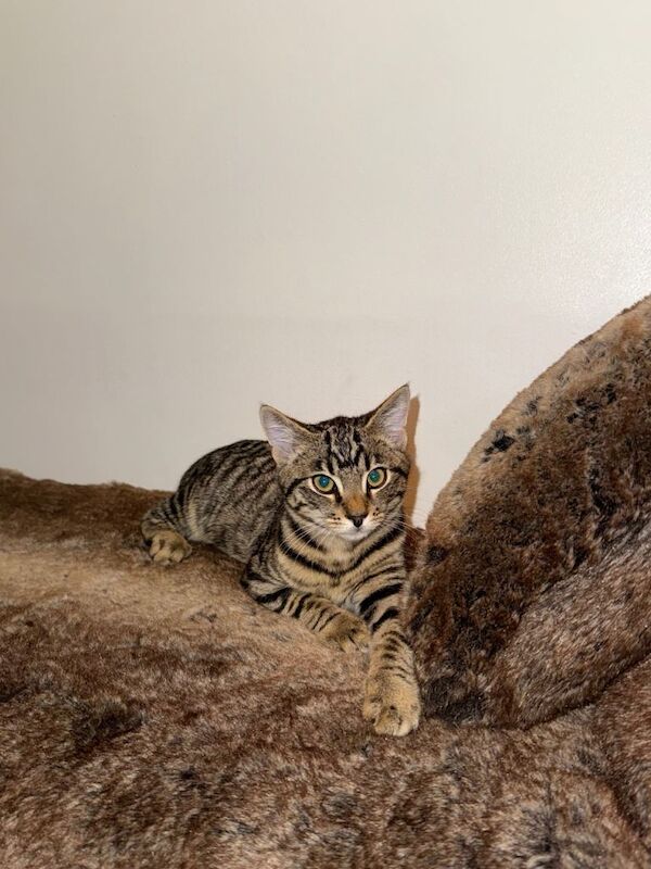 Maine Coon kittens for sale in Barking, Greater London – 4 months old