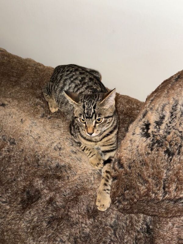 Maine Coon kittens for sale in Barking, Greater London – 4 months old - Image 2 of 4