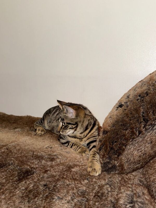 Maine Coon kittens for sale in Barking, Greater London – 4 months old - Image 3 of 4