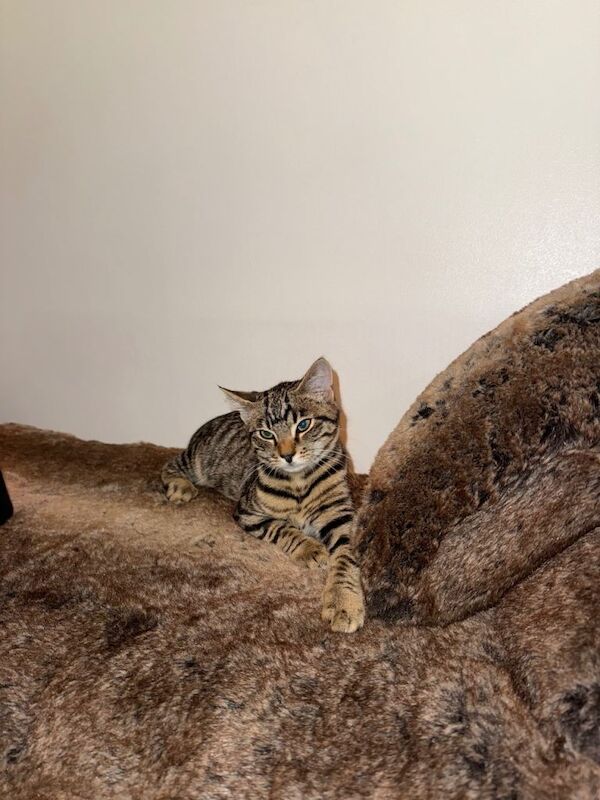 Maine Coon kittens for sale in Barking, Greater London – 4 months old - Image 4 of 4