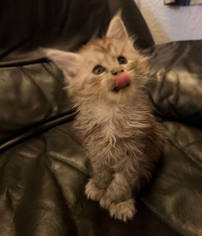 Maine Coon kittens for sale in Prestwich, Manchester – 10 weeks old - Image 2 of 4