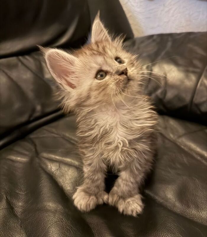 Maine Coon kittens for sale in Prestwich, Manchester – 10 weeks old - Image 3 of 4