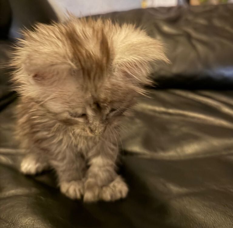 Maine Coon kittens for sale in Prestwich, Manchester – 10 weeks old - Image 4 of 4