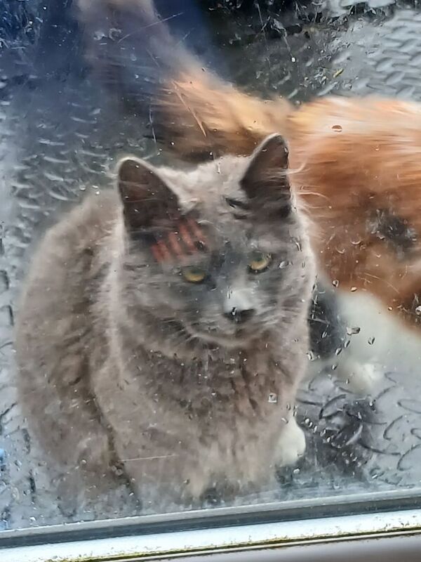 Polydactol maine coon/ british blue kittens for sale in Chelmsford, Essex