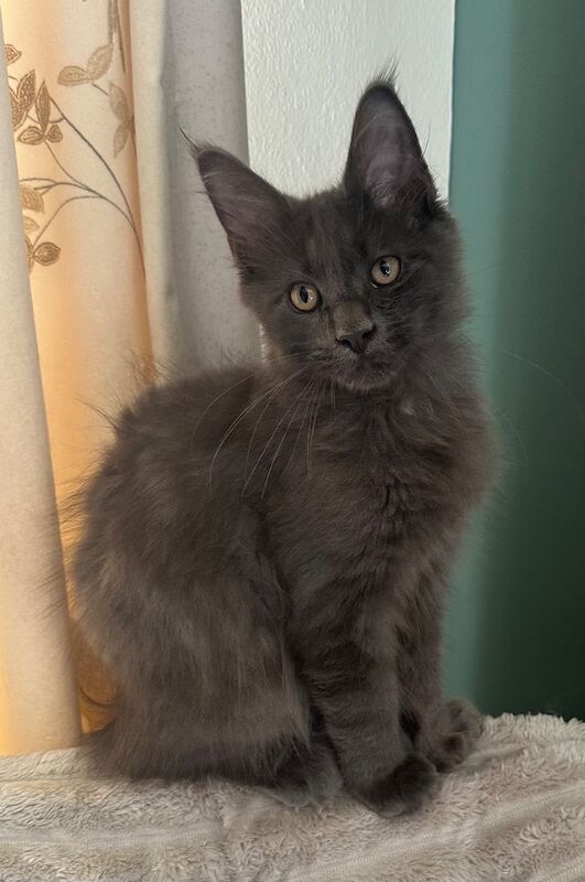 Polydactyl Maine coon Boy
