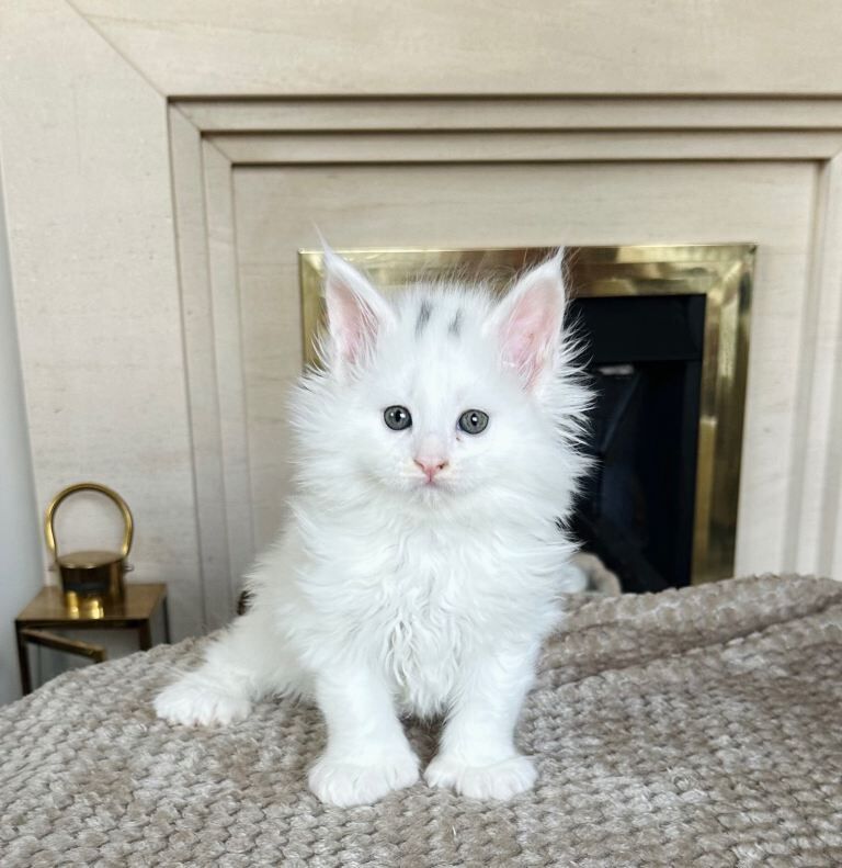 Polydactyl Maine coon kittens