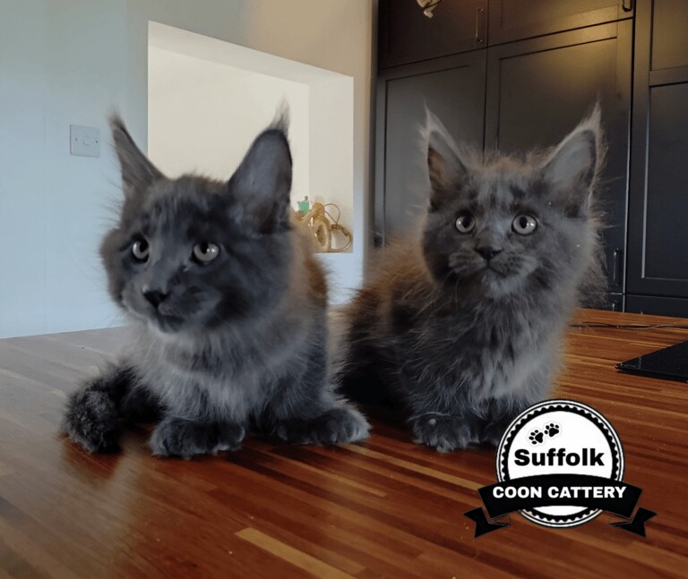 Maine Coon kittens for sale in Lowestoft, Suffolk – 11 weeks old
