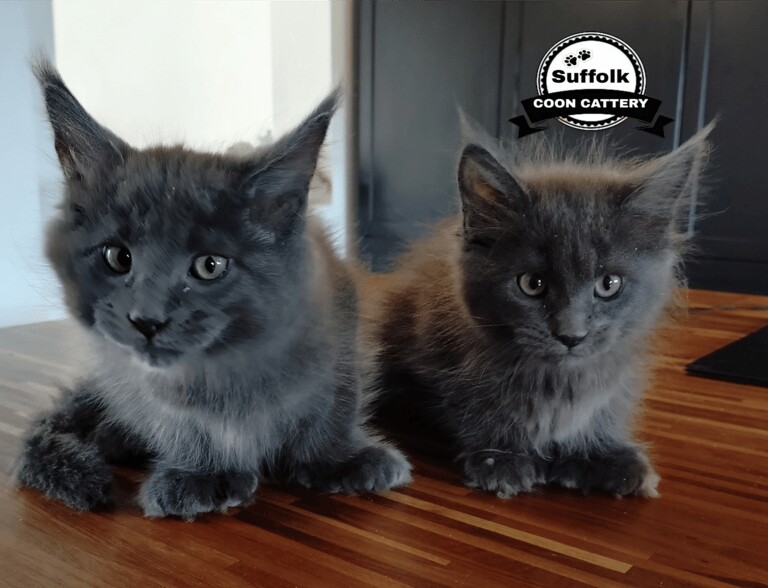 Maine Coon kittens for sale in Lowestoft, Suffolk – 11 weeks old - Image 2 of 3
