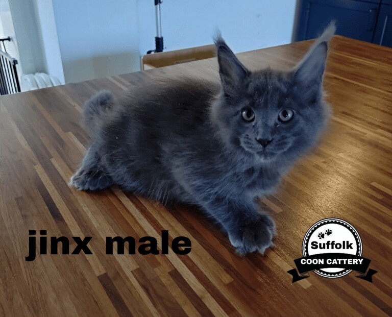 Maine Coon kittens for sale in Lowestoft, Suffolk – 11 weeks old - Image 3 of 3