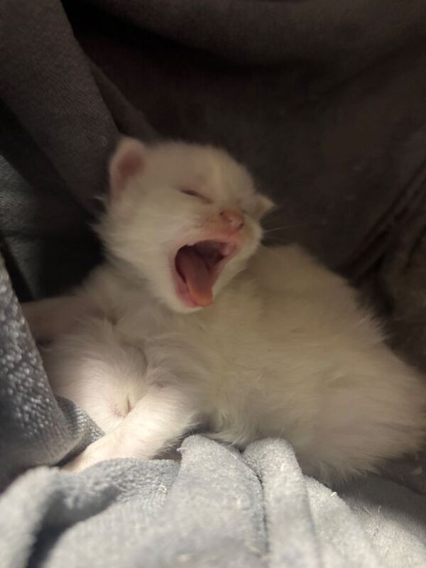-PRICE NEGOTIABLE - beautiful mainecoon x ragdoll️