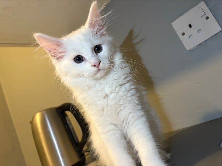 Pure bred Maine coon kittens - Image 2 of 3