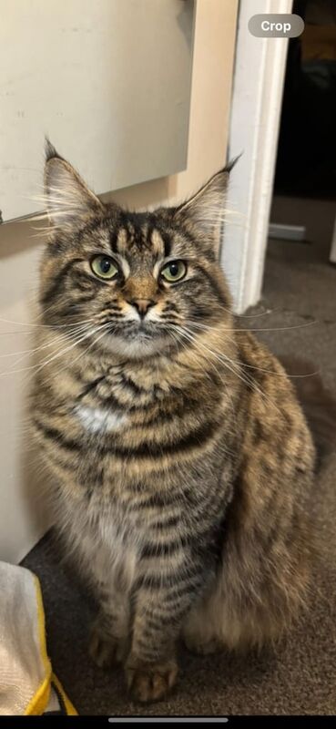 Pure bred Maine coon kittens - Image 3 of 3